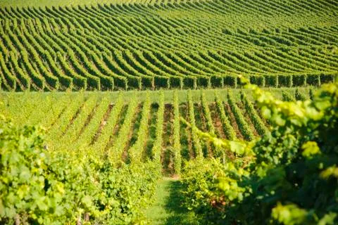 Green vineyards Stock Photos