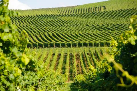 Green vineyards Stock Photos