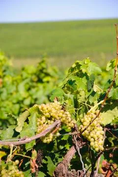 Green vineyards Stock Photos