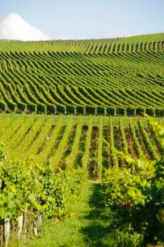 Green vineyards Stock Photos