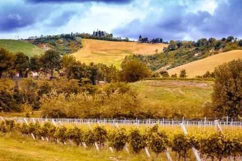 Green vineyards Stock Photos