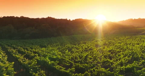 Green vineyards planted in rows in the rays of setting sun. Stock Footage 219191664