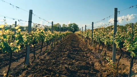 Green vineyards, vine grape and blue skies Video stock 131338245