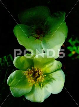 Green vintage flower macro background fine art digital photography instant pr Stock Photos