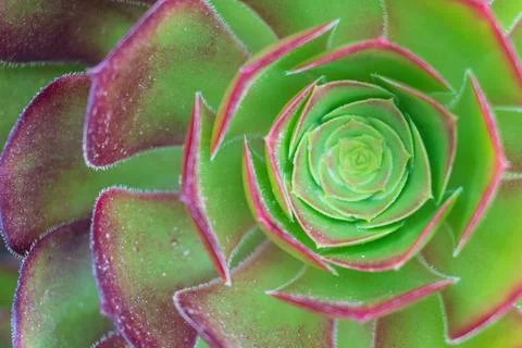 Green - violet succulent rosette background close up Stock Photos