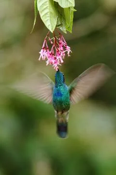Green violetear hovering next to red and yellow flower, bird in flight, mount Stock Photos