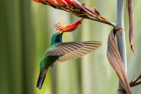 Green violetear hovering next to red and yellow flower, bird in flight, mount Stock Photos