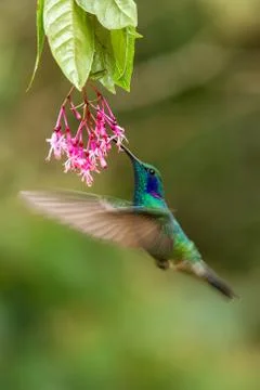 Green violetear hovering next to red and yellow flower, bird in flight, mount Stock Photos