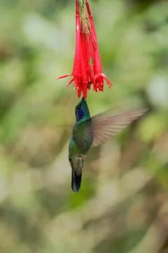 Green violetear hovering next to red and yellow flower, bird in flight, mount Stock Photos