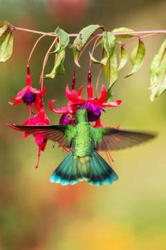 Green violetear hovering next to red and yellow flower, bird in flight, mount Stock Photos