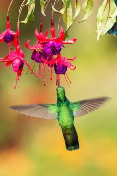 Green violetear hovering next to red and yellow flower, bird in flight, mount Stock Photos