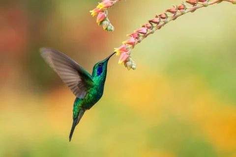 Green violetear hovering next to red and yellow flower, bird in flight, mount Stock Photos