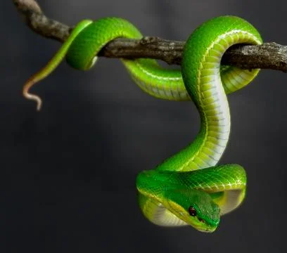 Green viper Stock Photos