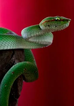 Green viper Stock Photos