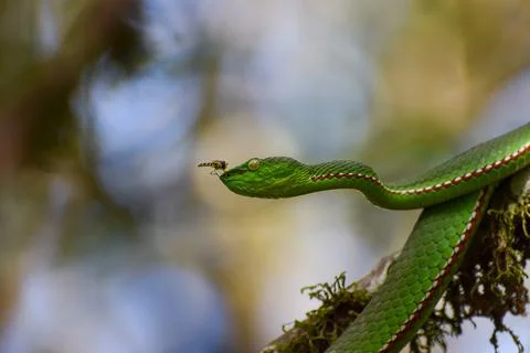 Green Viper vs Hoverfly 写真素材