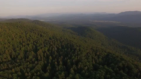 Green virgin forest 動画素材 99431532