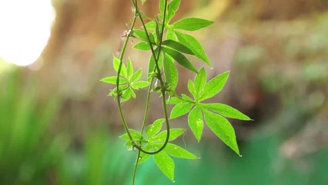 Green Virginia Creeper Close Up Stock Footage 161107992
