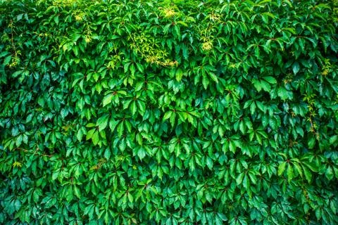 Green Virginia Creeper solid background Stock Photos