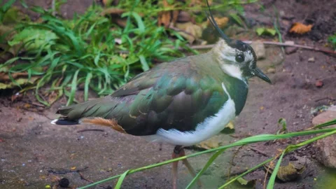A green wading bird  Stock Footage 256167252