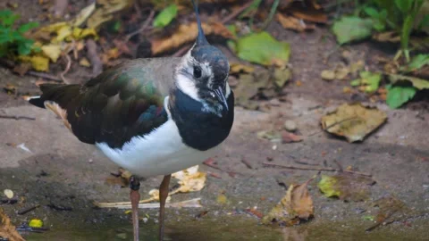 A green wading bird looking around Stock Footage 256109143