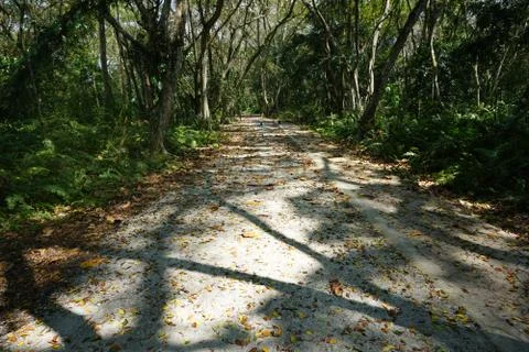 Green Walking path in a forest Fotos de archivo