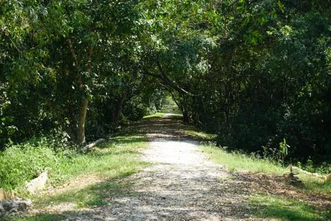 Green Walking path in a forest Stock Photos