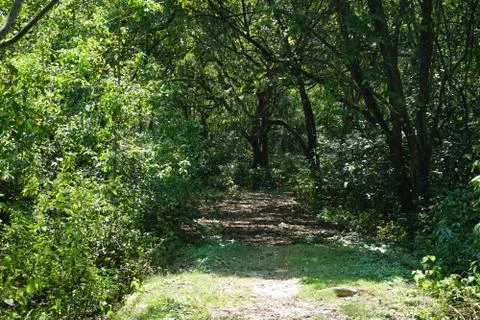 Green Walking path in a forest Fotos de archivo