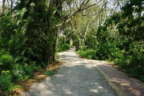 Green Walking path in a forest 스톡 사진