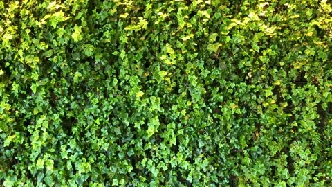 Green wall background. Fresh, green ivy  leaves swaying in wind. Textured backgr Stock Footage 154233098