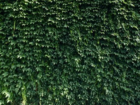 Green wall background, Ivy texture, Wall covered with green leaves, Ivy leaves Stock Photos
