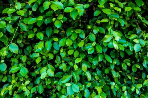 Green wall background Stock Photos