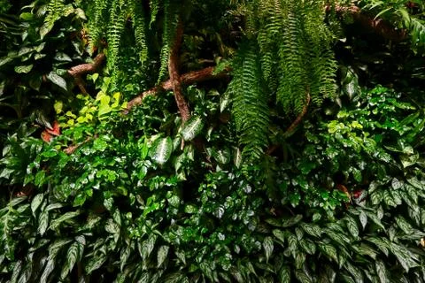 Green wall background Stock Photos