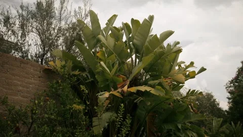 Green wall big plant medium shot Stock Footage 339843413
