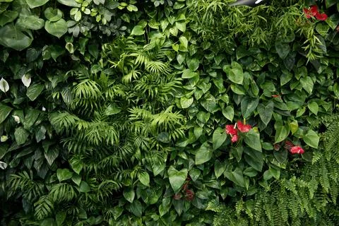 Green wall of different deciduous plants in the interior decoration. plant de Stock Photos