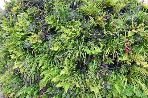 Green wall, eco friendly vertical garden on building. Fotos de archivo
