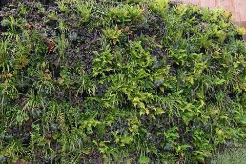 Green wall, eco friendly vertical garden on building. Stock Photos