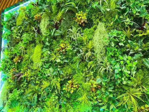 Green wall filled with various plants in a modern indoor space showing lush.. Stock Photos