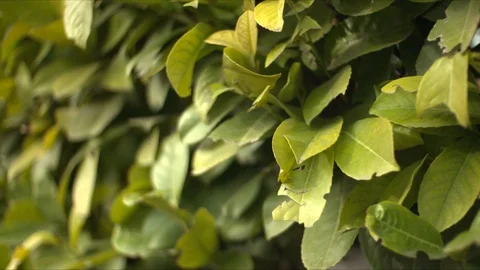 Green wall Stock Footage
