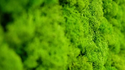 Green wall Stock Footage 137310303