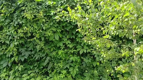 Green Wall Stock Footage 313239312