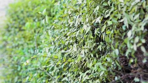 Green wall of leaves, background. Stock Footage 119154595