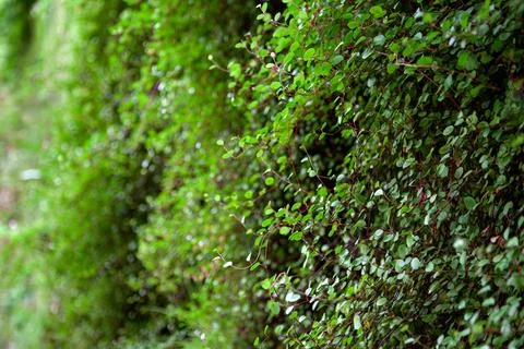 Green wall in the park Stock Photos