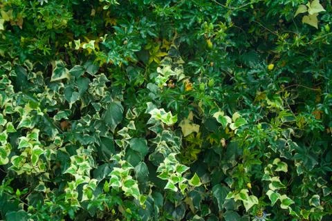 Green wall of passiflora Stock Photos