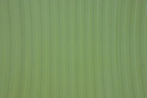 A green wall with a pattern of lines Stock Photos