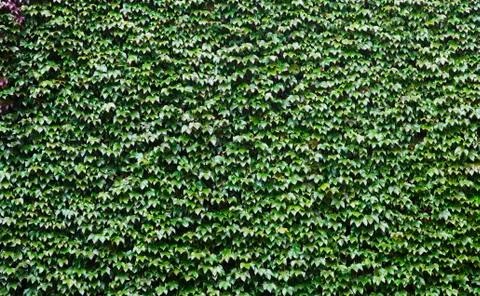 Green wall Foto stock