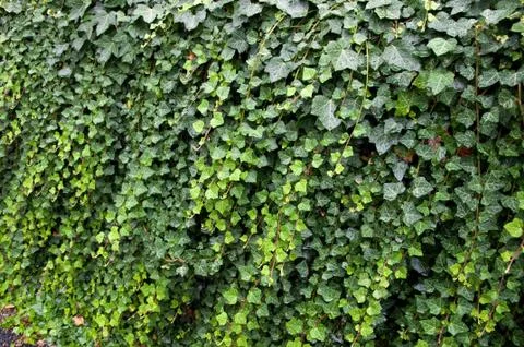 Green wall Stock Photos