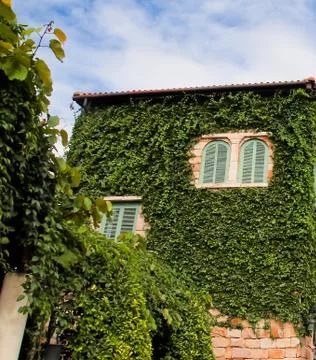 Green wall Stock Photos