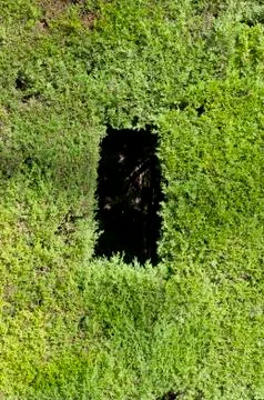 Green wall Stock Photos