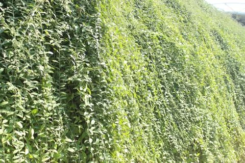 Green wall Stock Photos