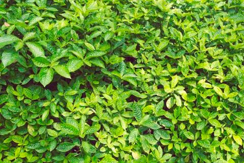 Green wall Foto stock